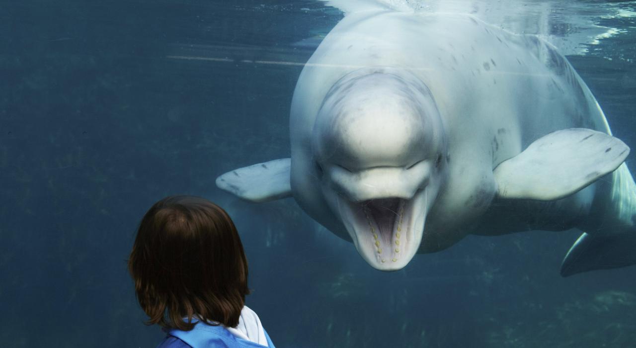 Gazing at a playful beluga whale in the Mystic Aquarium