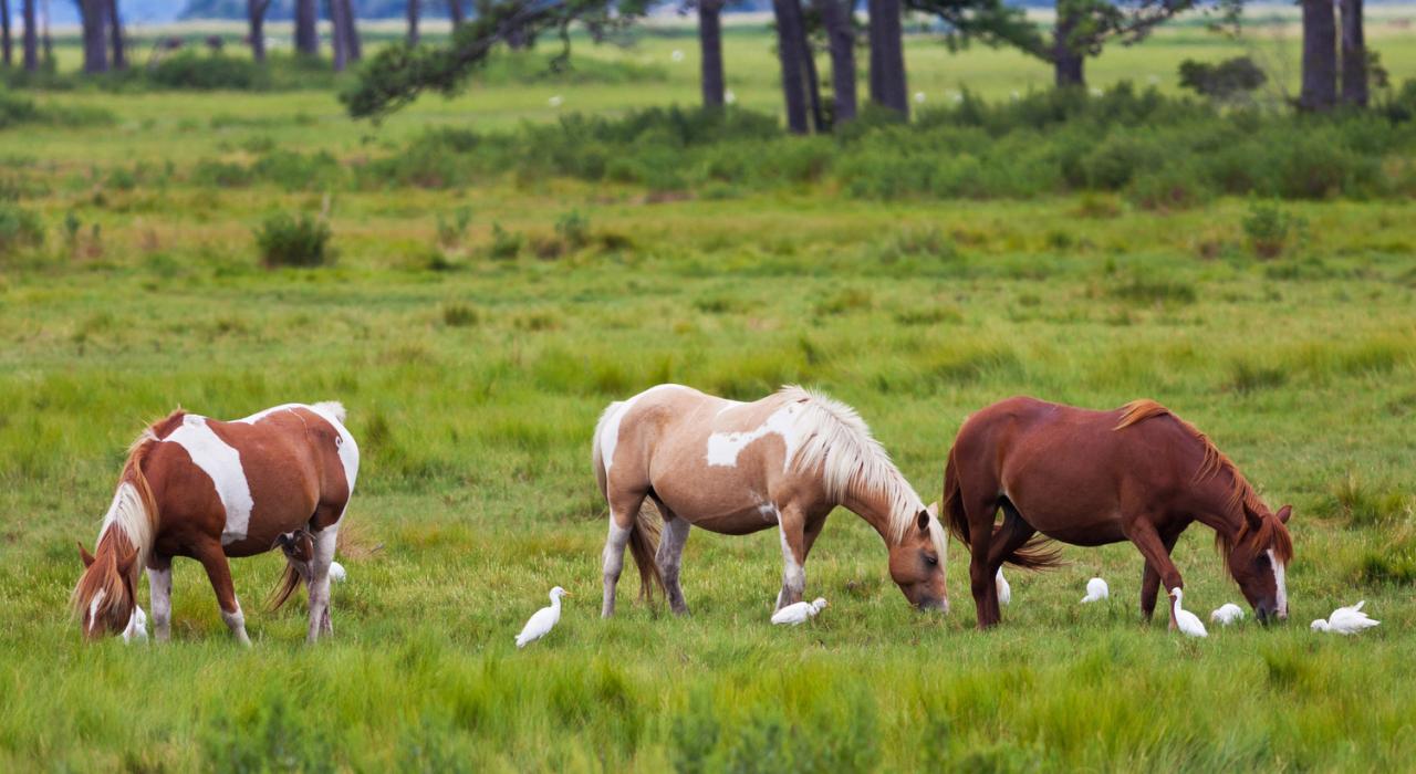 維吉尼亞州欽科蒂格島上的著名野生小馬