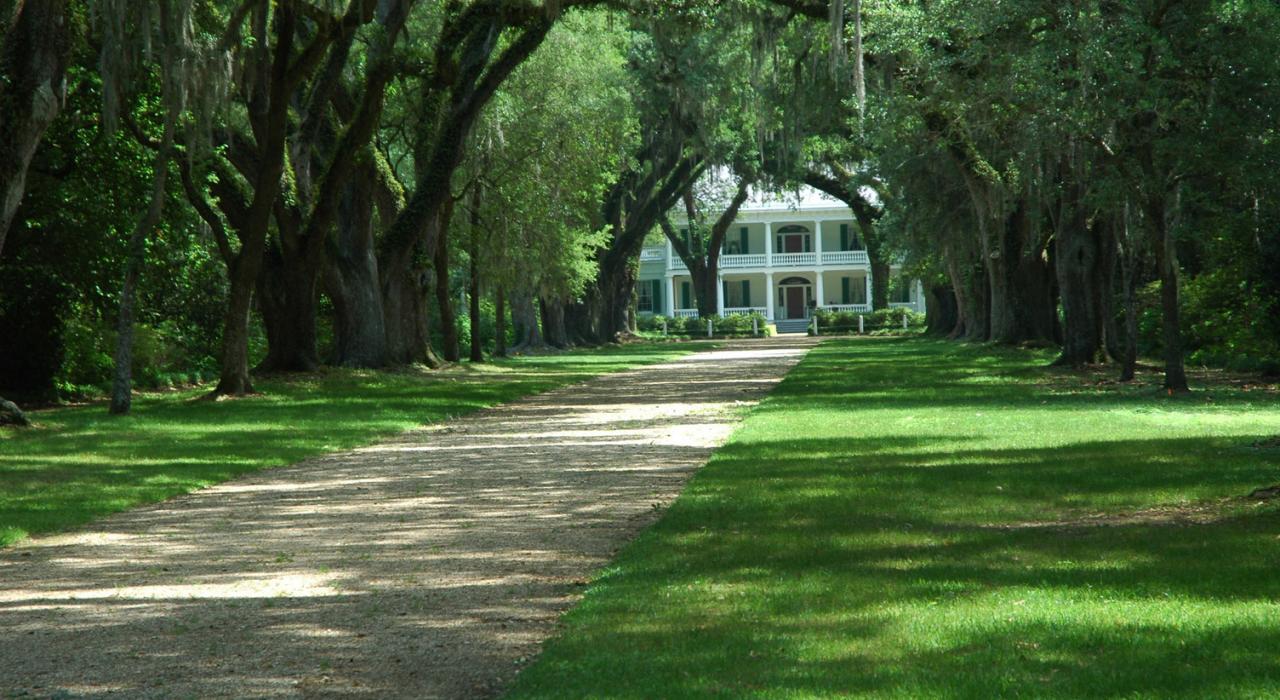 通往種植園的秀麗道路，位於路易斯安那州聖弗朗西斯維爾