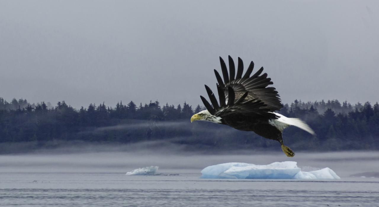 禿鷹張開雙翅飛過水面