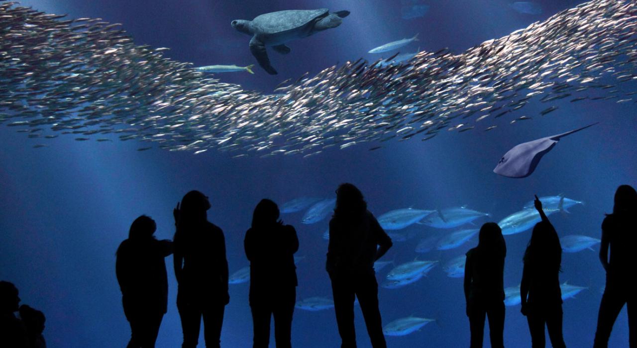 在蒙特利灣水族館驚嘆水下世界的生生不息 在蒙特利灣水族館驚嘆水下世界的生生不息