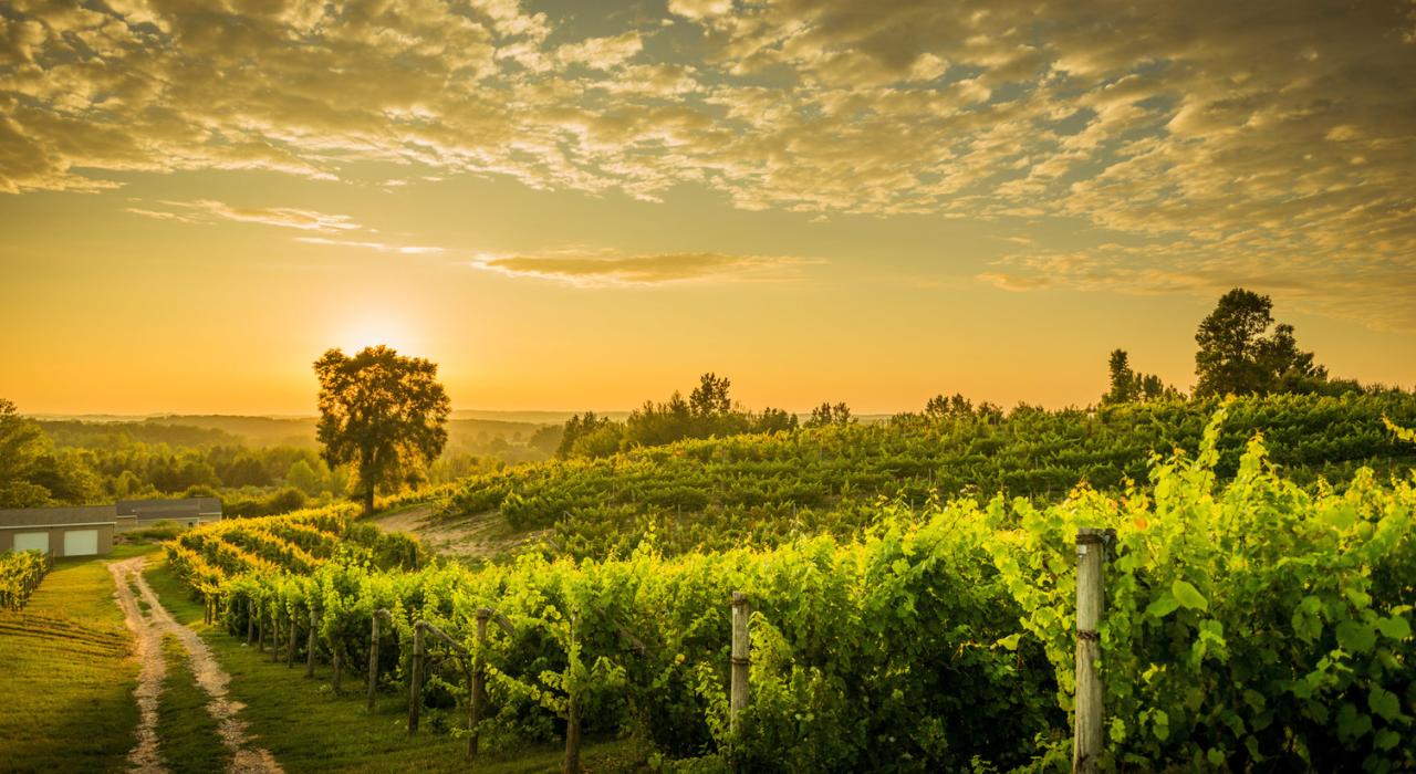 Rows of grapevines at a Traverse Wine Coast vineyard at dusk Rows of grapevines at a Traverse Wine Coast vineyard at dusk