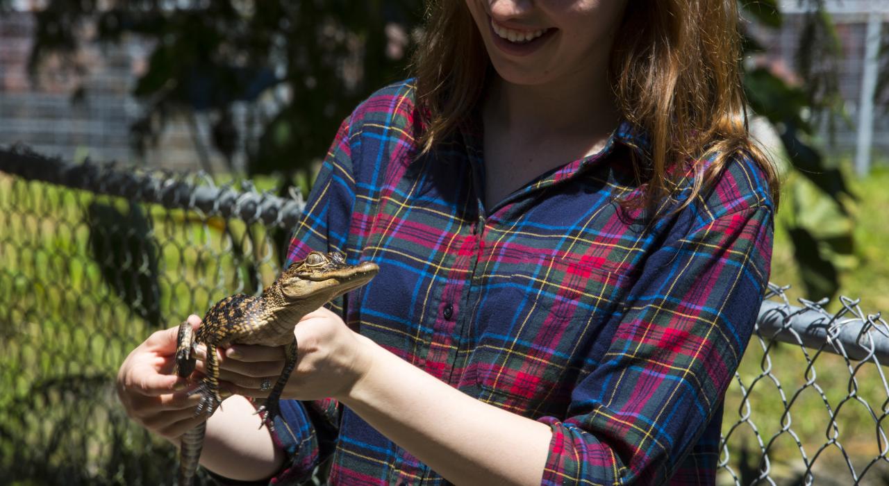 參加沼澤之旅親睹小短吻鱷蹤跡