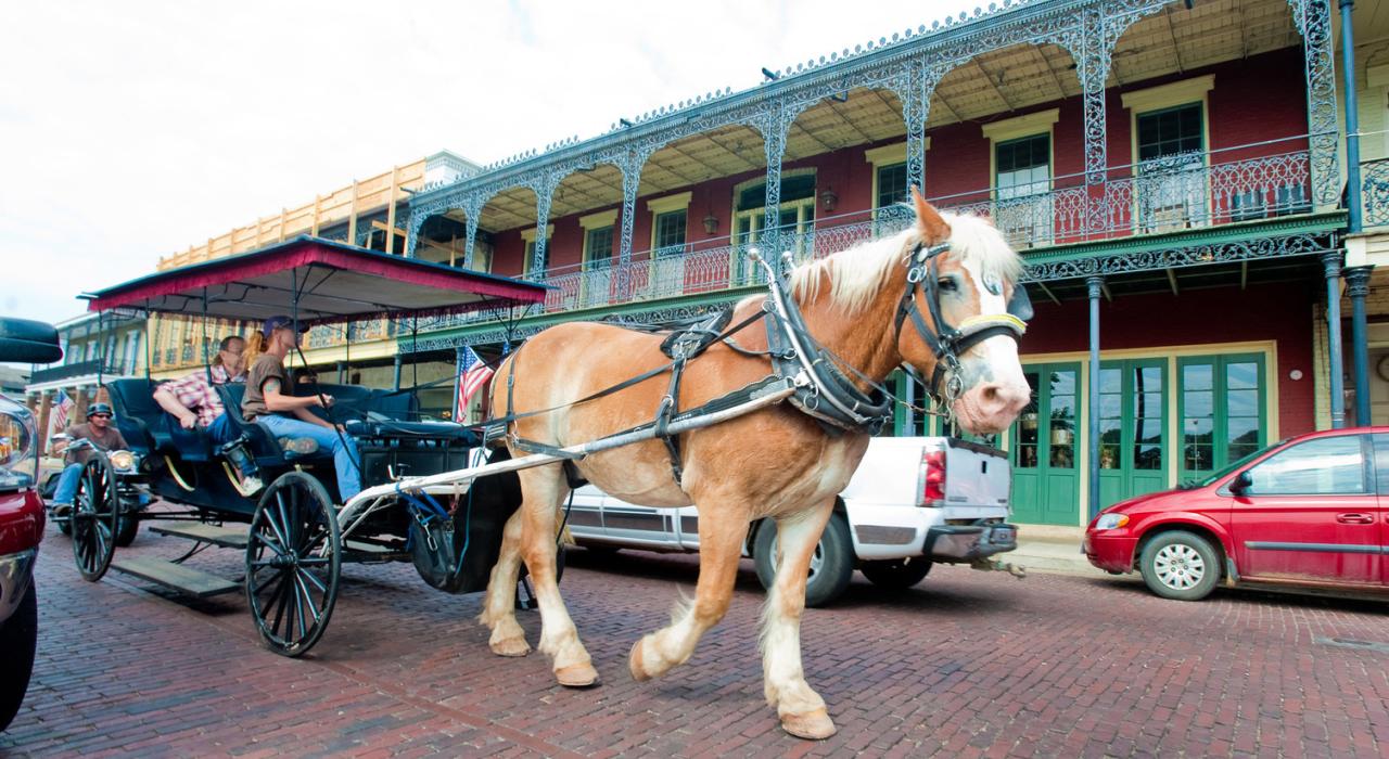 An afternoon carriage ride through the Historic District