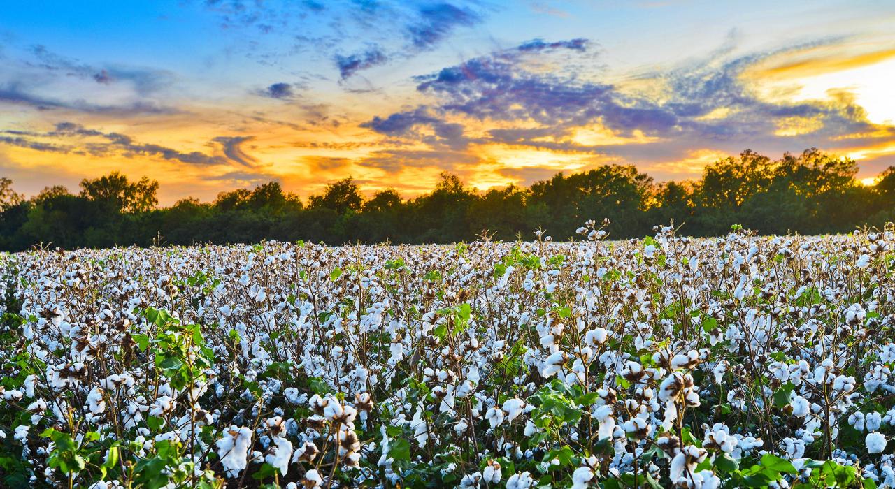 A field of cotton, ready for harvest