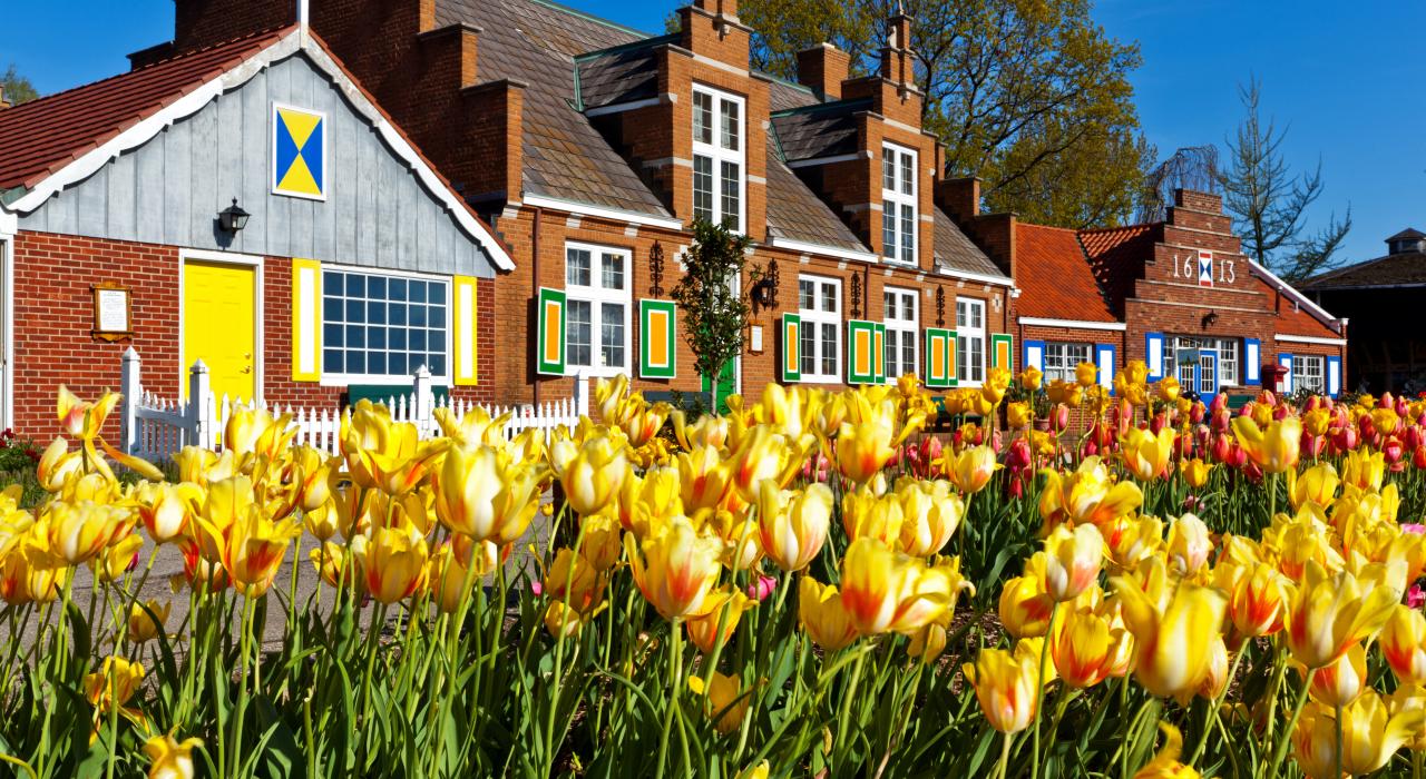 鬱金香節在密西根州荷蘭綻放的鬱金香 鬱金香節在密西根州荷蘭綻放的鬱金香