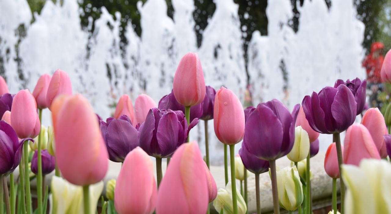 格倫科的芝加哥植物園，春季百花齊放