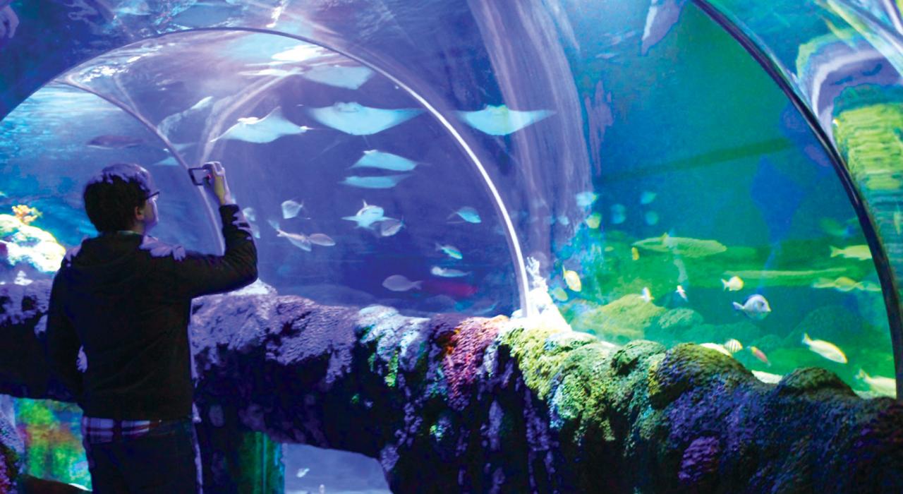 到鄰近的奧本山密西根海洋生物水族館探索引人入勝的水底景緻 到鄰近的奧本山密西根海洋生物水族館探索引人入勝的水底景緻