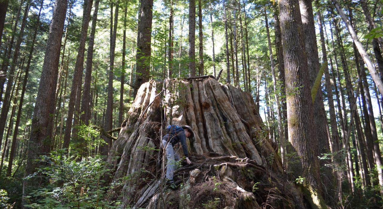 在威拉帕國家野生動物保護區爬上巨樹的残根