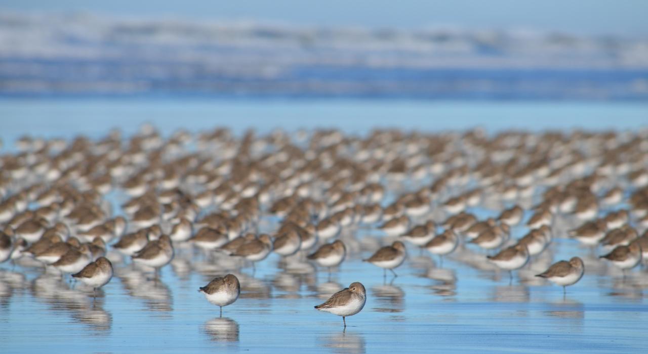 海濱公園沙灘上的水鳥