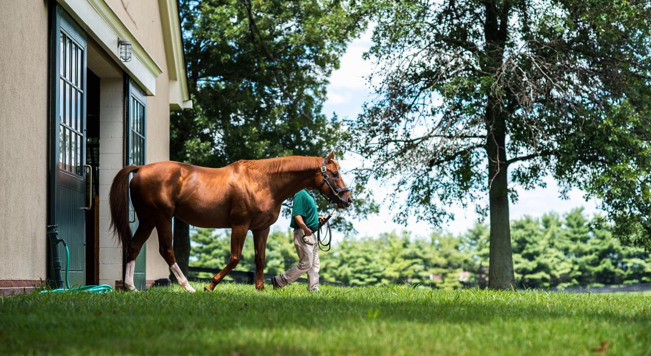 在蘭斯安德農場 (Lane's End Farm) 牽行純種馬