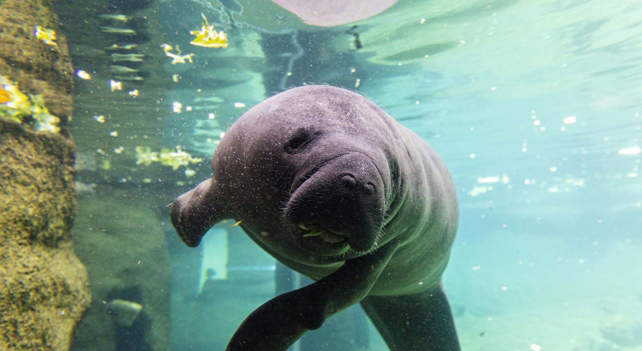 Manatee encounter at ZooTampa at Lowry Park