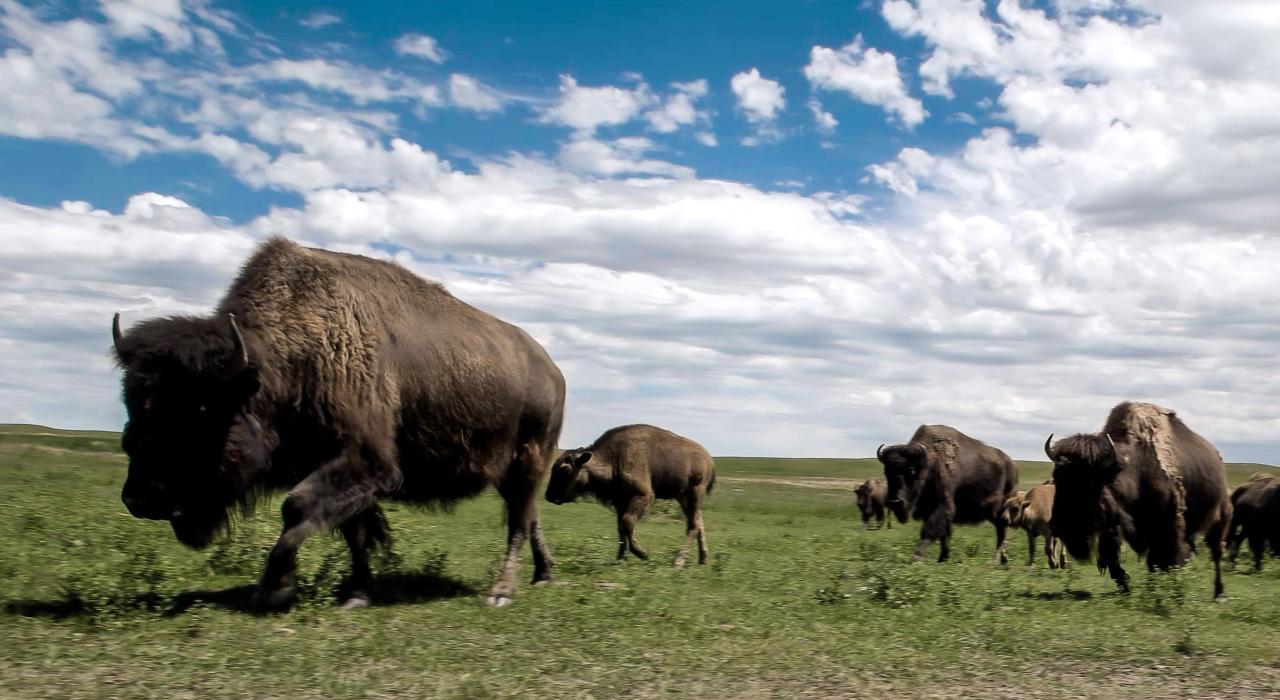 A herd grazing at Terry Bison Ranch
