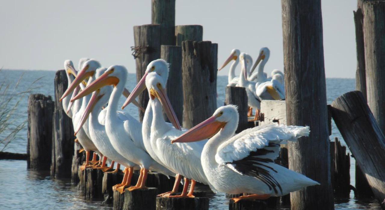 A flock of migratory white pelicans spotted along the Creole Nature Trail A flock of migratory white pelicans spotted along the Creole Nature Trail