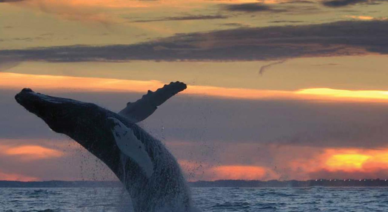 A whale spotting just off the coast of Virginia Beach A whale spotting just off the coast of Virginia Beach