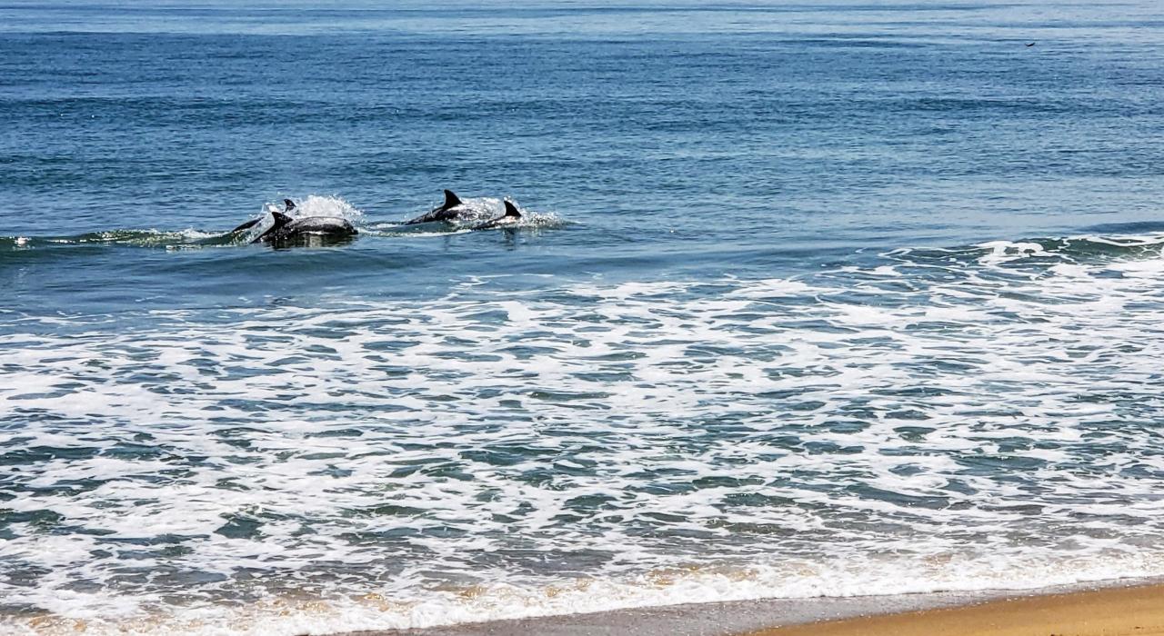 Dolphins play in the surf just off Virginia Beach Dolphins play in the surf just off Virginia Beach