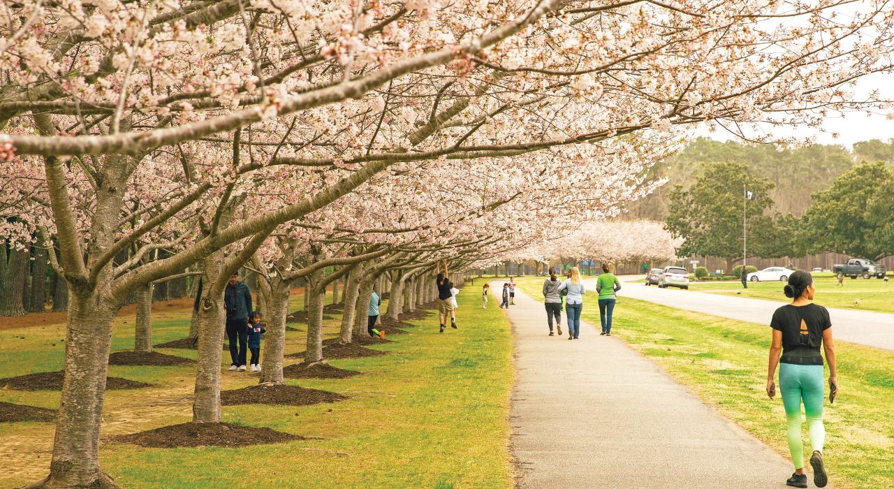 Cherry blossoms fill the trees at Red Wing Park Cherry blossoms fill the trees at Red Wing Park