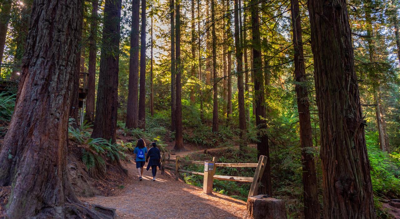 A peaceful hike through Hoyt Arboretum in Washington Park A peaceful hike through Hoyt Arboretum in Washington Park
