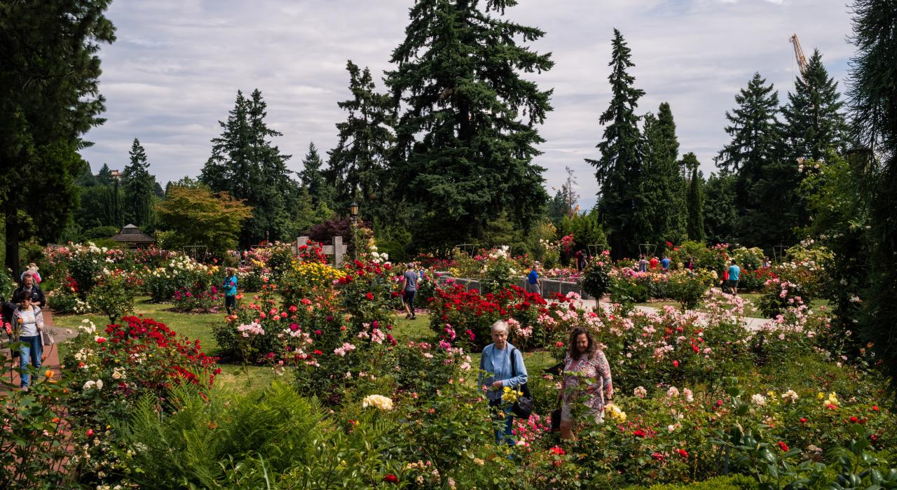 Over 10,000 rose bushes showcase more than 600 types of roses at the International Rose Test Garden in Washington Park Over 10,000 rose bushes showcase more than 600 types of roses at the International Rose Test Garden in Washington Park