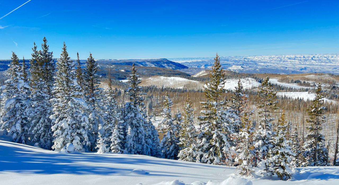 A wintry scene at Grand Mesa National Forest