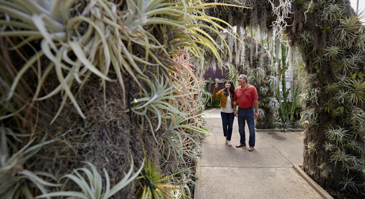 Immersive greenery in the Orchid Observatory at Daniel Stowe Botanical Garden Immersive greenery in the Orchid Observatory at Daniel Stowe Botanical Garden