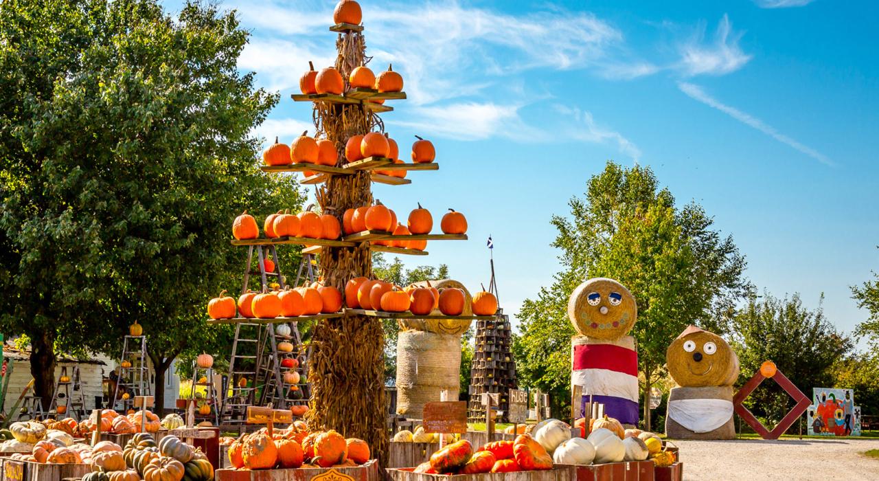 Festive sights at the Great Pumpkin Patch in nearby Arthur