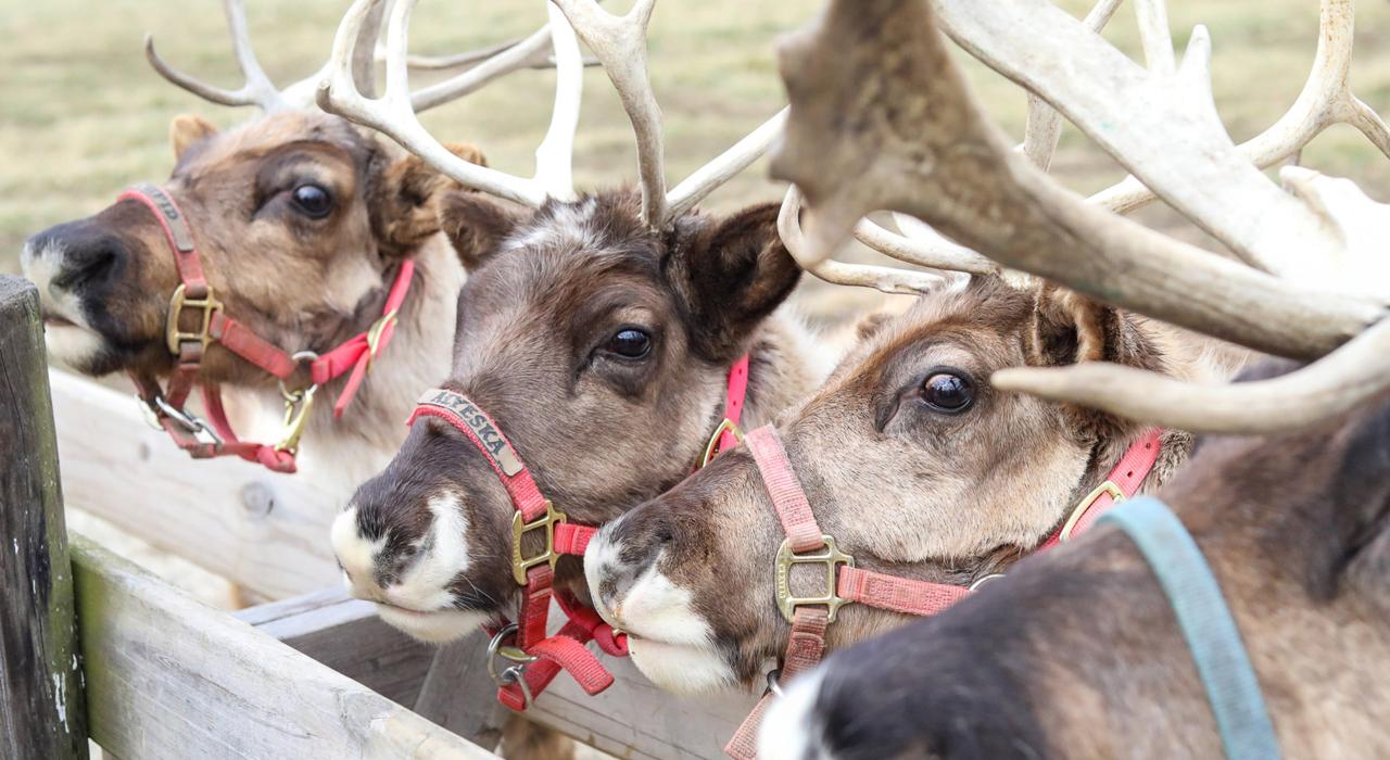 A herd of reindeer at Hardy's Reindeer Ranch