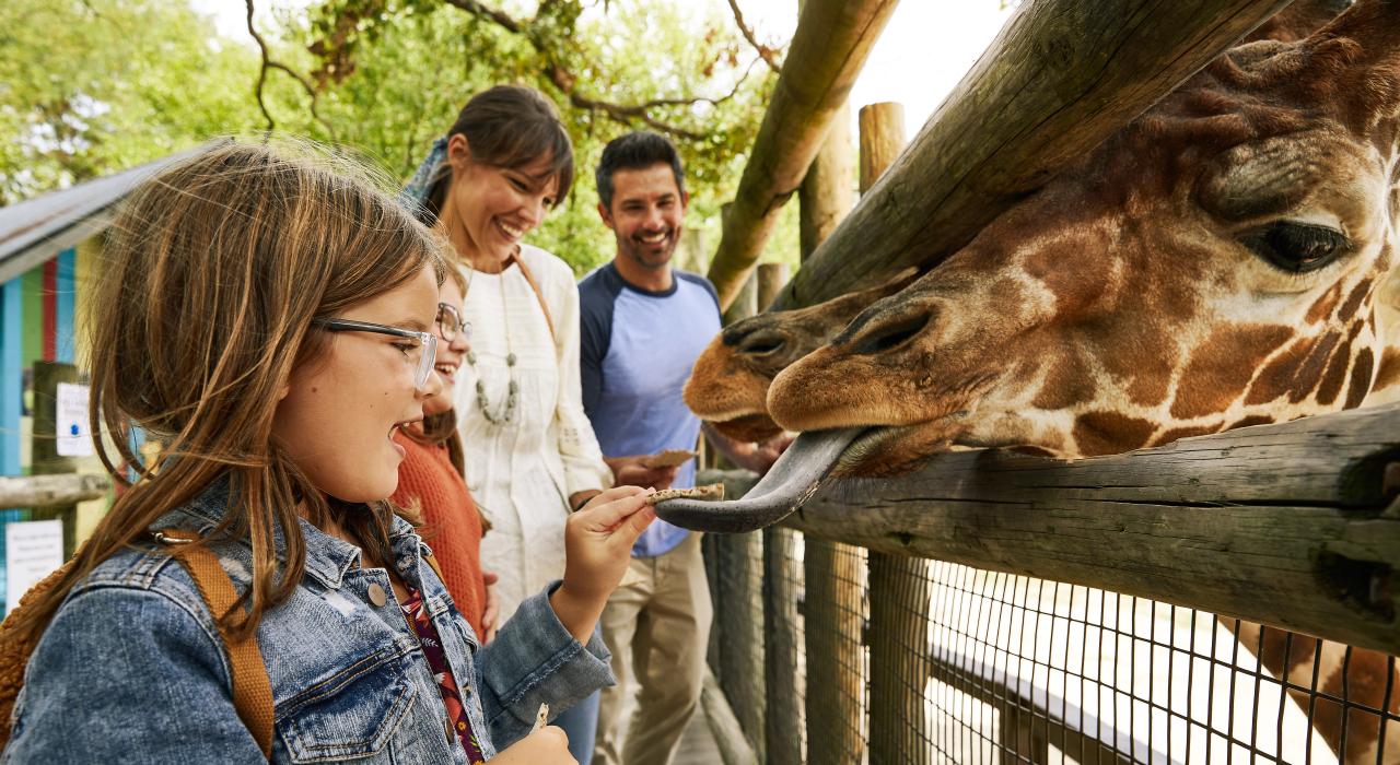 Feeding giraffes at Dickerson Park Zoo