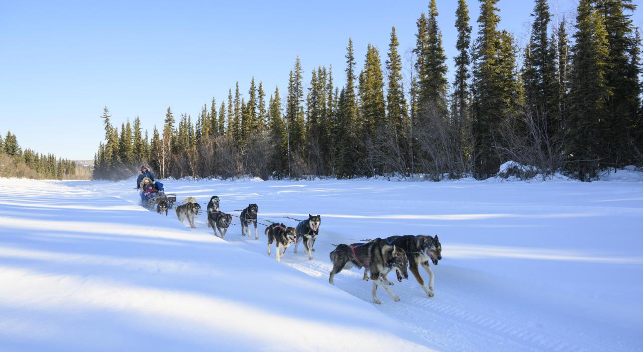 Dog sledding team near Anchorage, Alaska