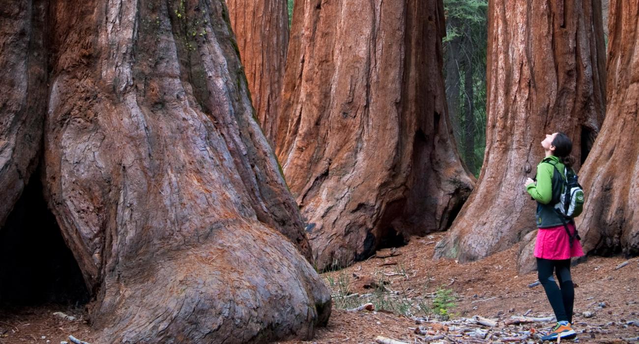 看紅木樹的婦女在約塞米蒂國家公園 看紅木樹的婦女在約塞米蒂國家公園