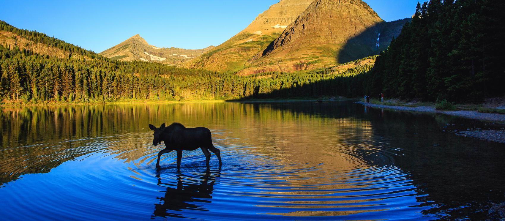 A moose calf in Glacier National Park