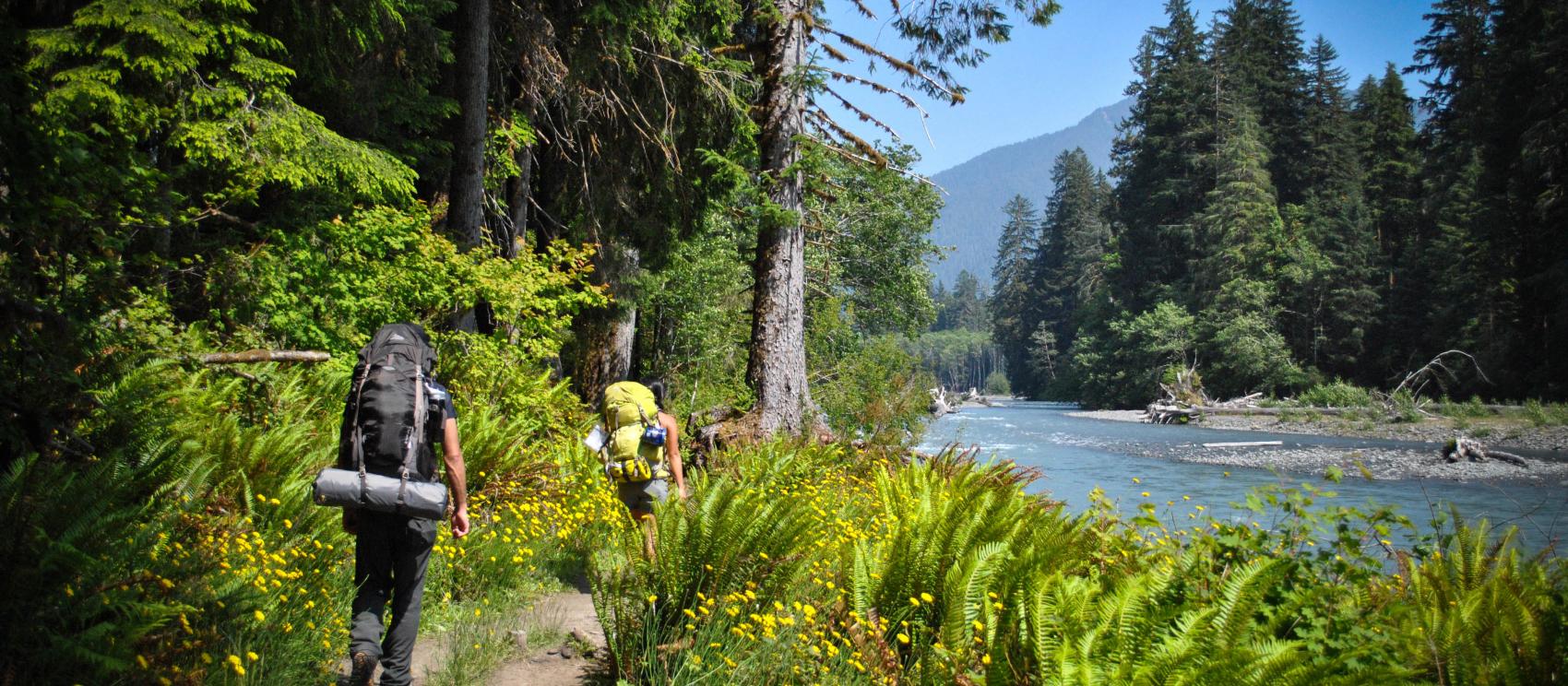 背包客沿著奧林匹克國家公園的河流健行