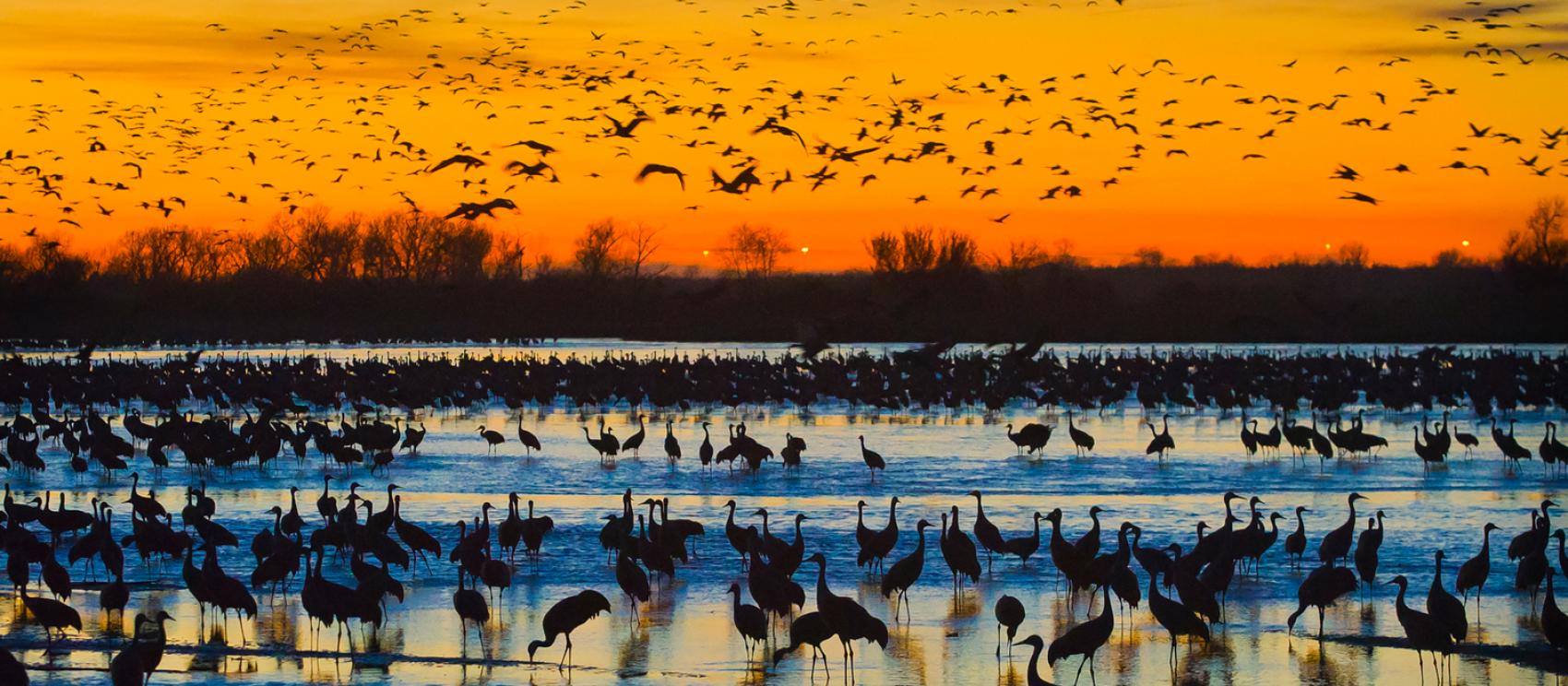 黃昏時大群沙丘鶴聚集的景象