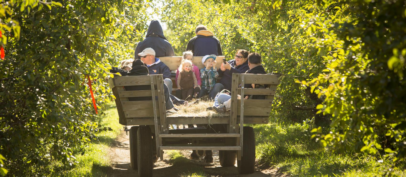 全家人到漢普頓瀑布的蘋果莊園體驗採蘋果樂趣