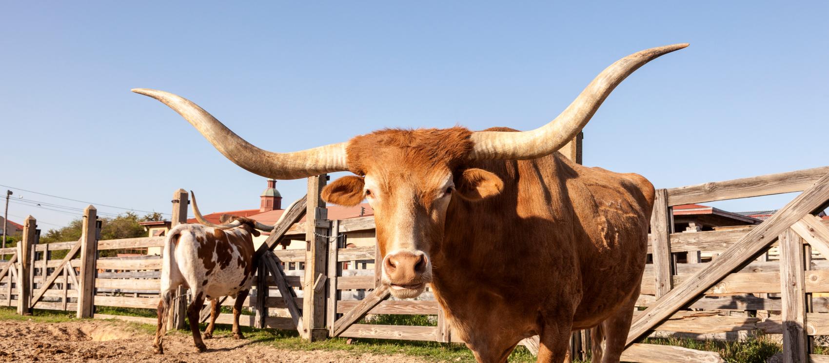 德克薩斯州沃思堡牧場中的長角牛