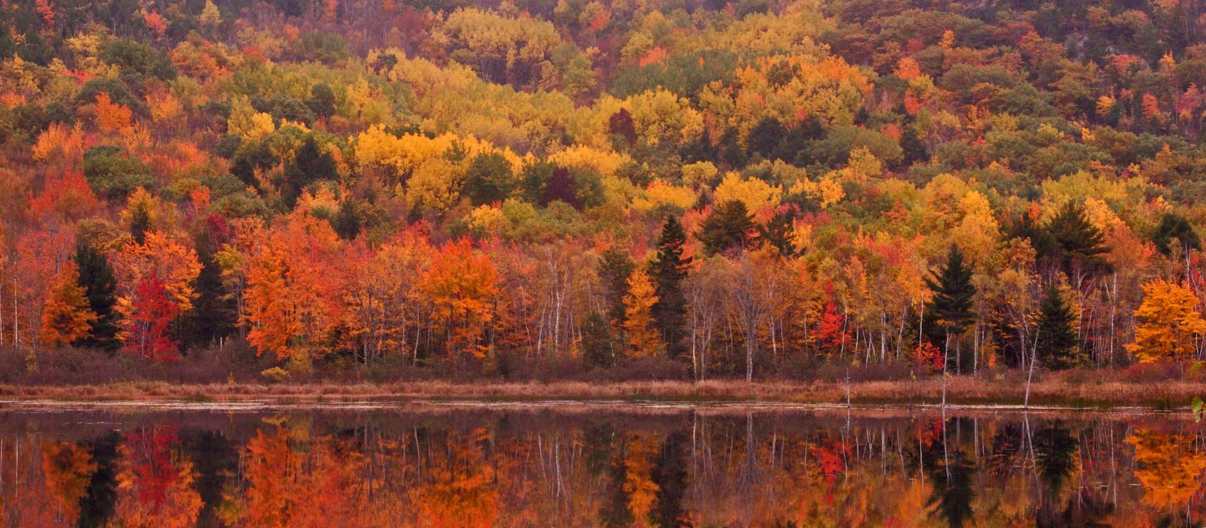阿卡迪亞國家公園的繽紛秋葉