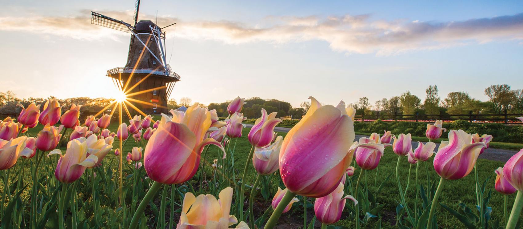 陽光從荷蘭的風車穿透，灑落在鬱金香花海中