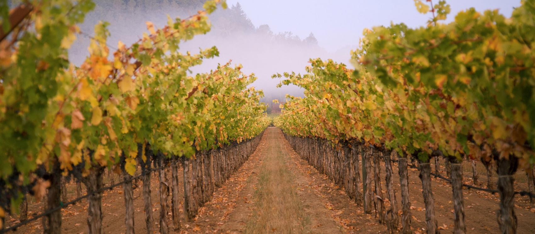 從納帕谷的達克宏酒莊眺望成排的葡萄藤