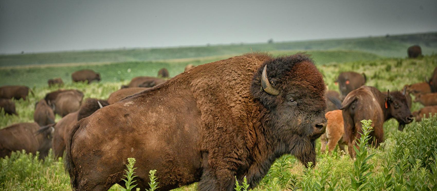野牛在弗林特山丘的高草草原漫步
