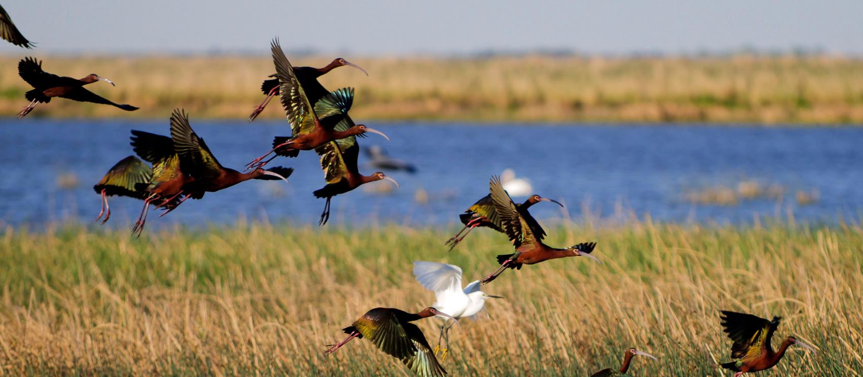 在候鳥航點夏延巴騰觀賞濕地景色