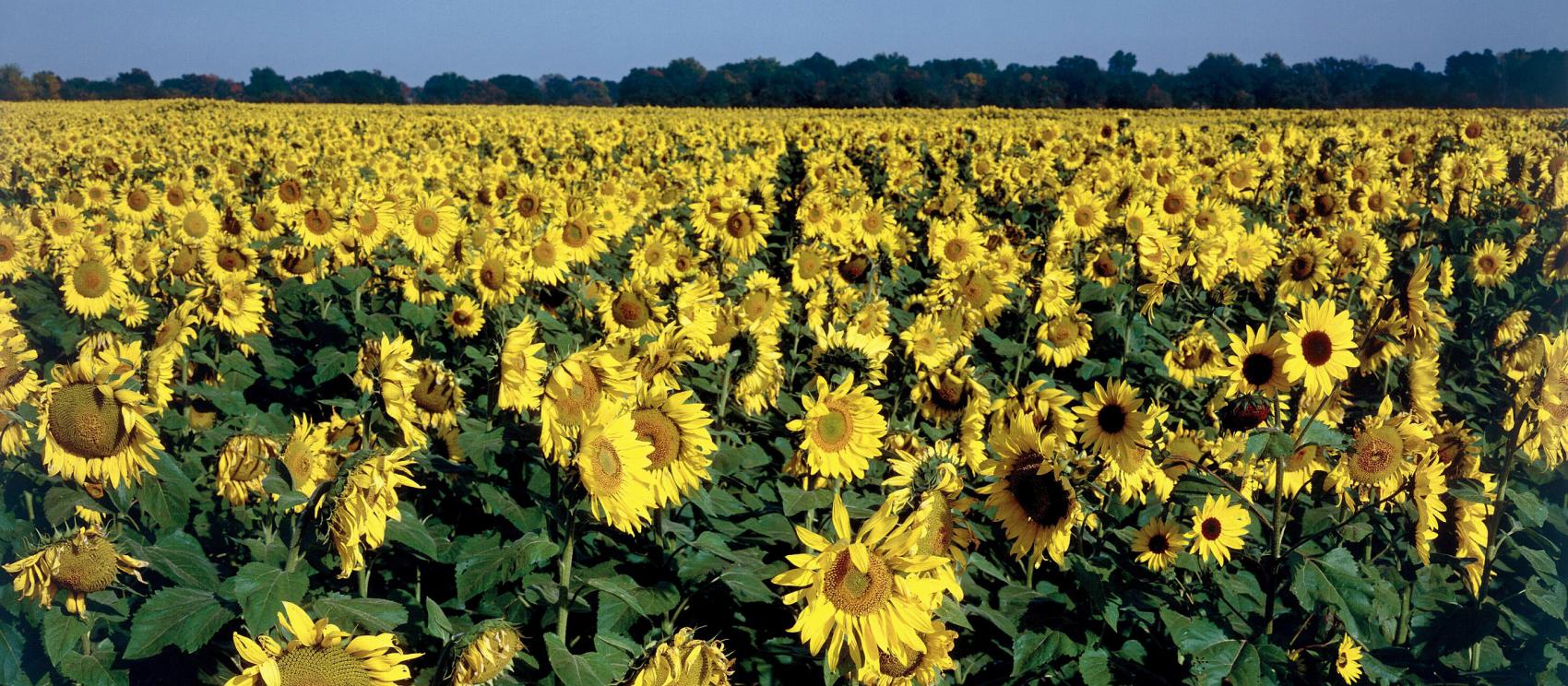 夏季是向日葵之州的盛開花期