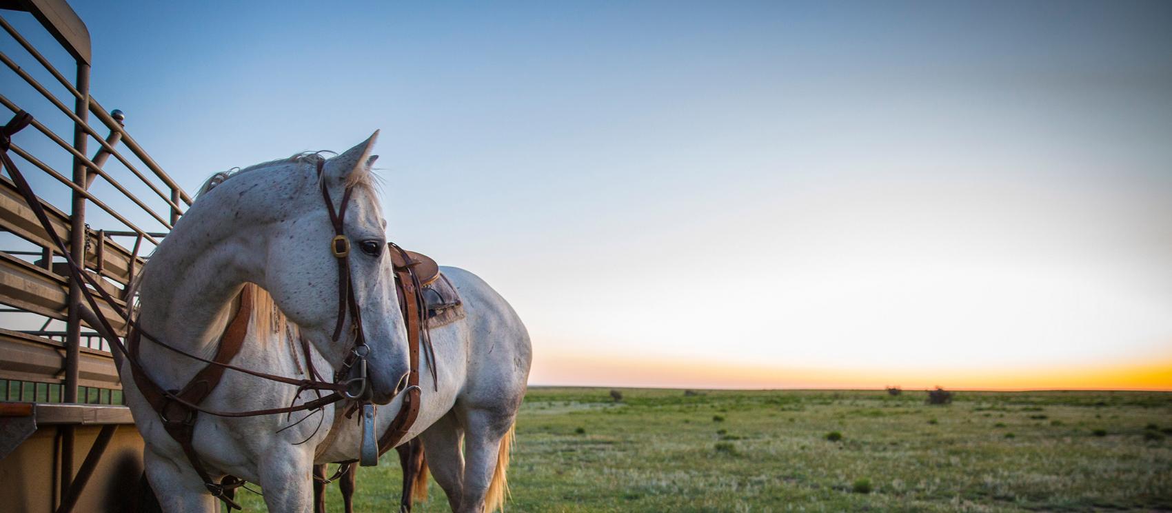 肯登的一匹馬在馬樁處等候