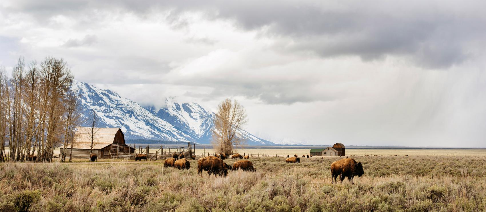 冰雪覆蓋的山脈在平原投下陰影，野牛在其間放牧