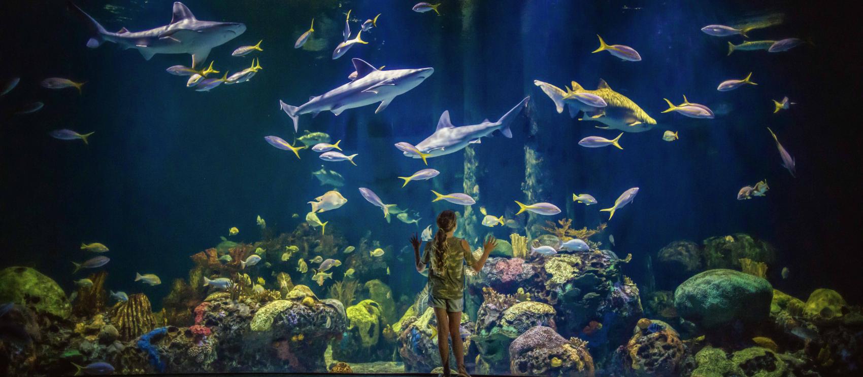 到春田的野生動物奇觀水族館參觀多姿多彩的海洋生物