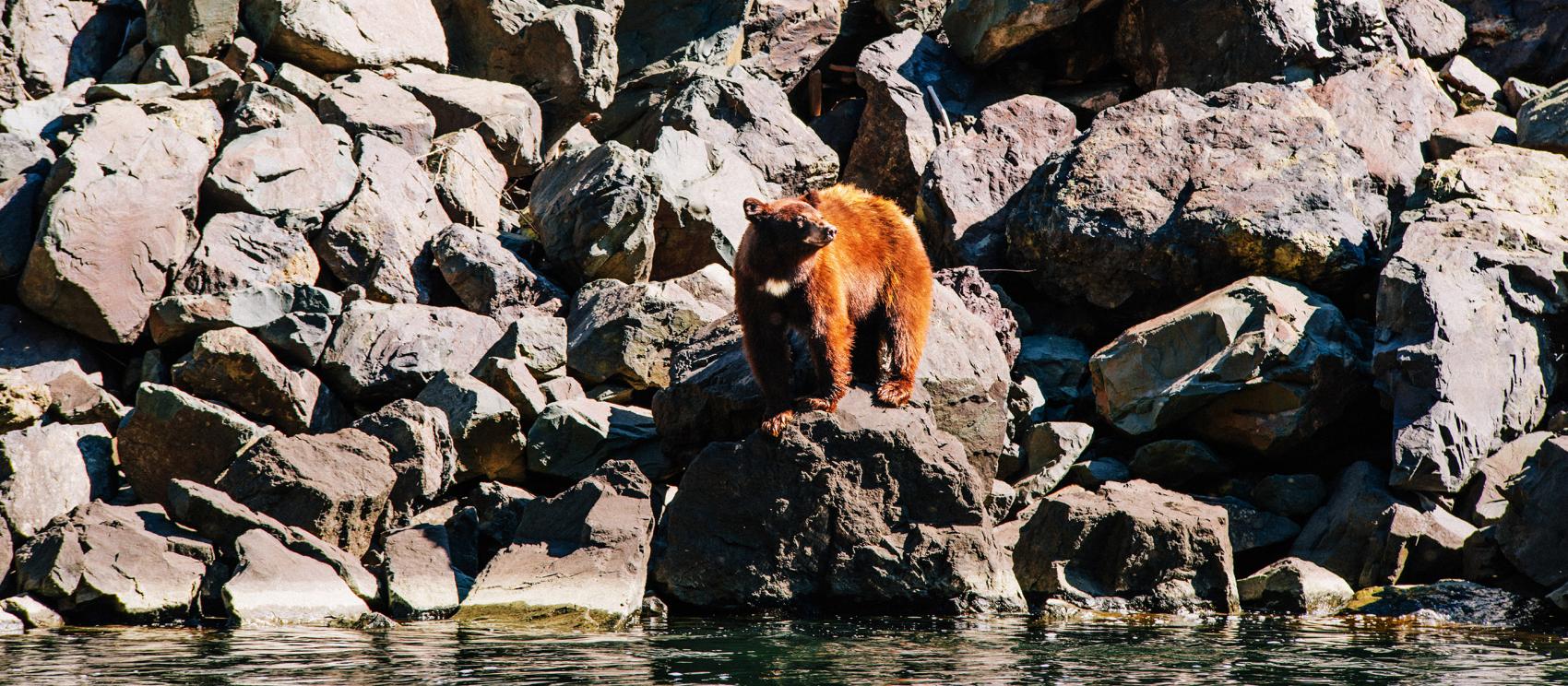 乘坐噴射遊艇親睹地獄峽谷的熊出沒