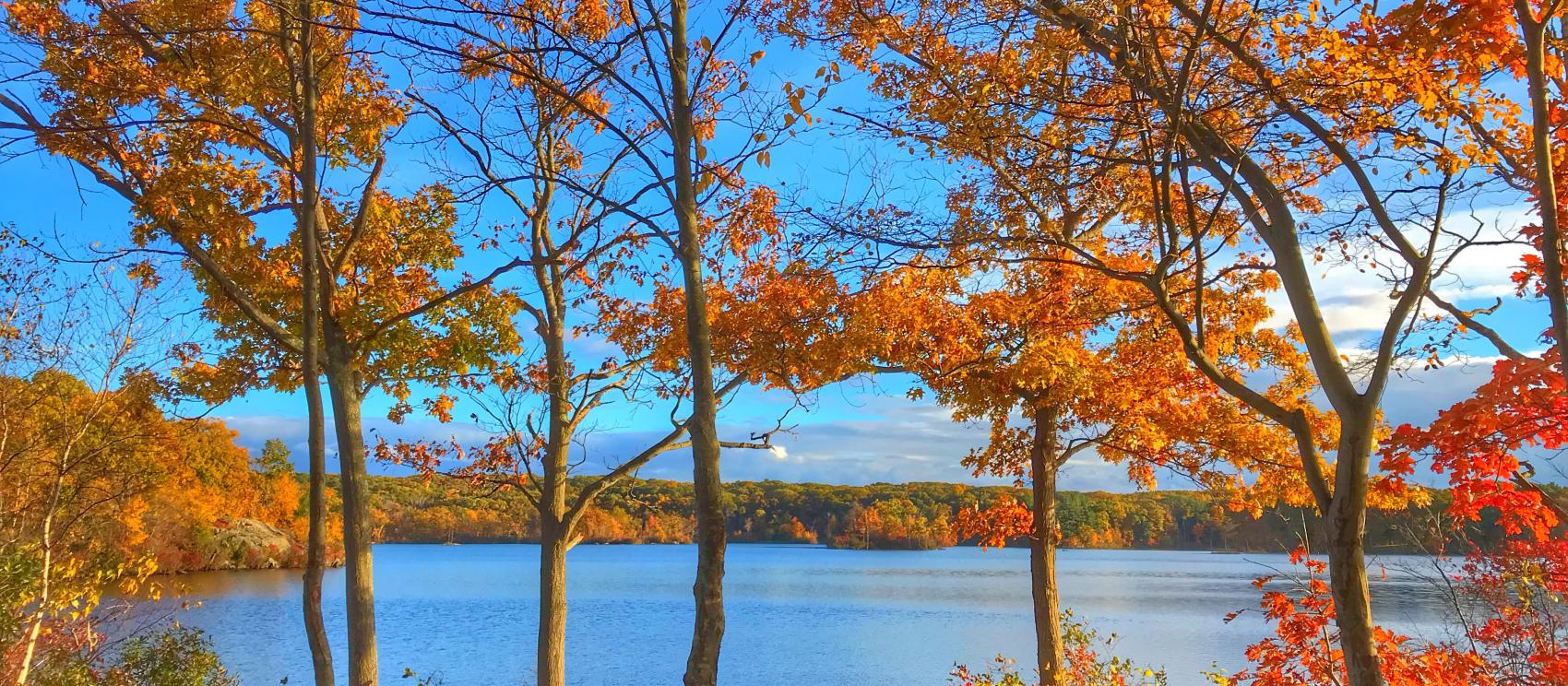林肯森林州立公園的秋色