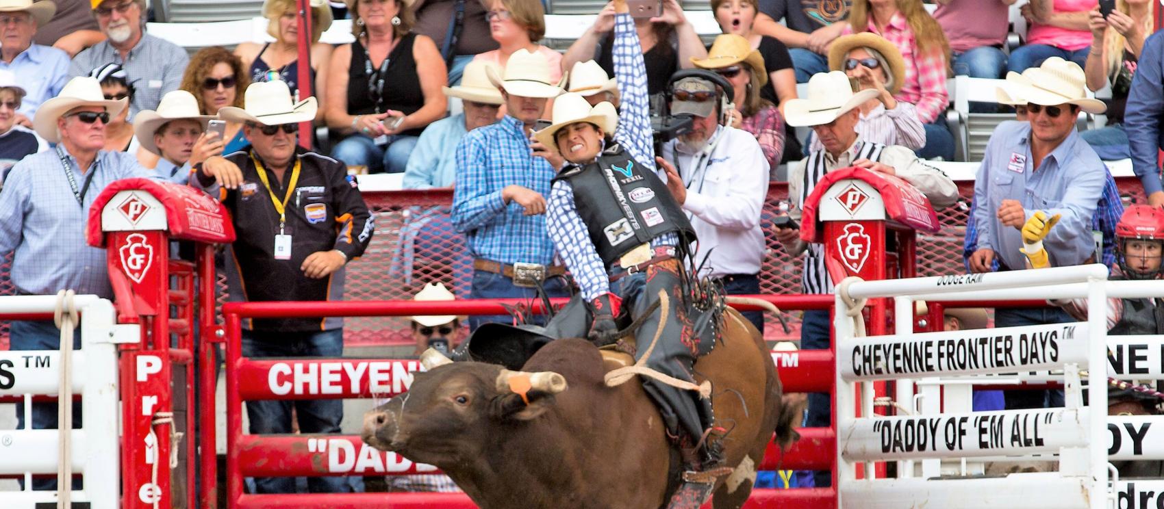 夏延邊界節牛仔競技期間，參加騎牛活動賽事