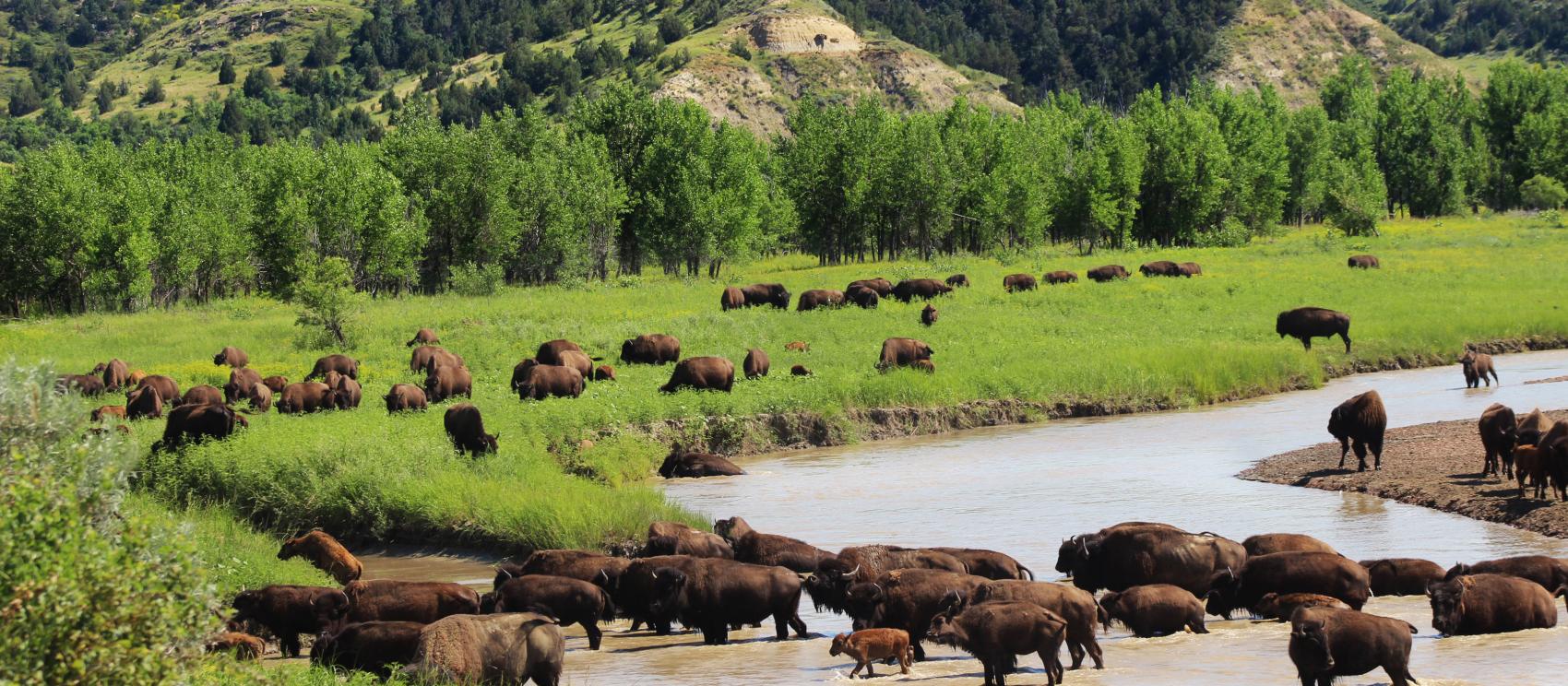 Bison grazing at Theodore Roosevelt National Park