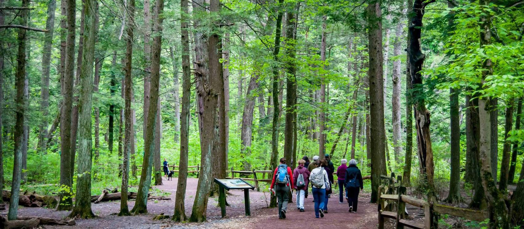 Walking down a path among towering trees at Jacobsburg State Park in Nazareth