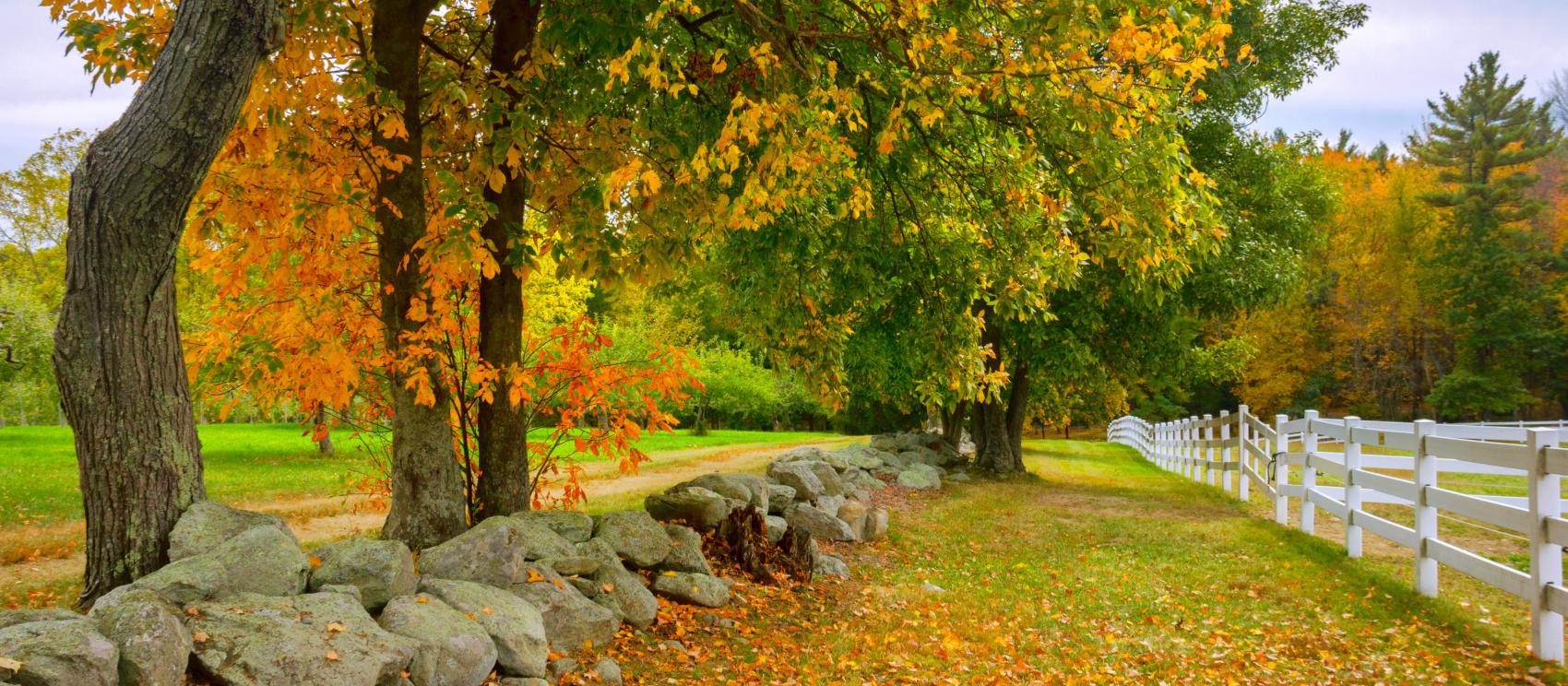 Beautiful fall foliage at Bolton Orchards in autumn